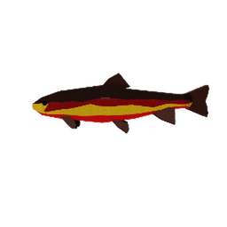 Golden Trout