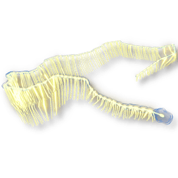 Goliath Siphonophore