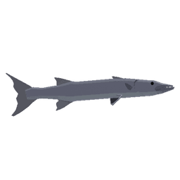 Great Barracuda