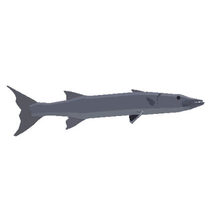 Great Barracuda