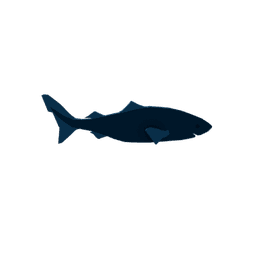 Greenland Shark