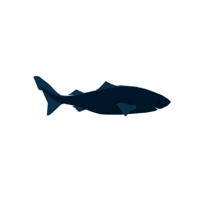Greenland Shark