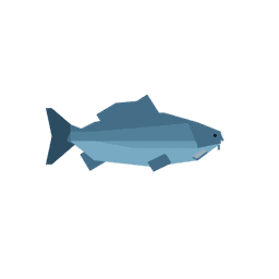 Grey Carp
