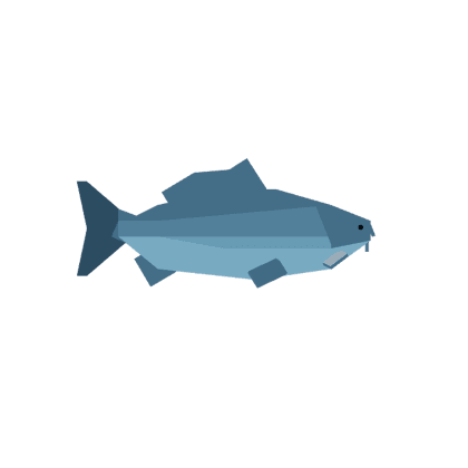 Grey Carp