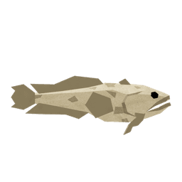 Gulf Toadfish