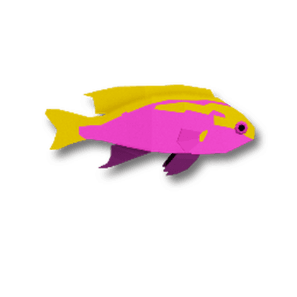 Hawaiian Ventralis Anthias