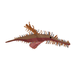 Hidden Pipefish