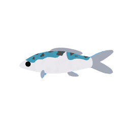 Icebloom Koi