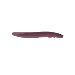 Jaco Eelpout