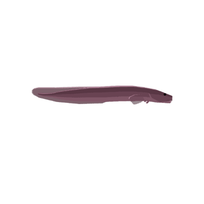 Jaco Eelpout