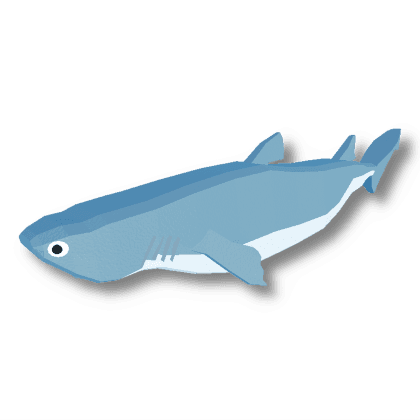 Kitefin Shark