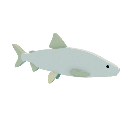 Lake Whitefish