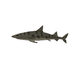 Leopard Shark