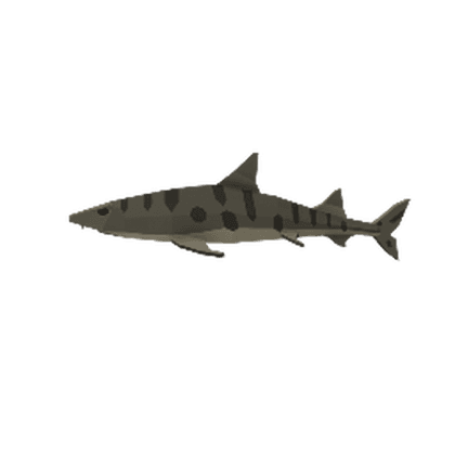 Leopard Shark