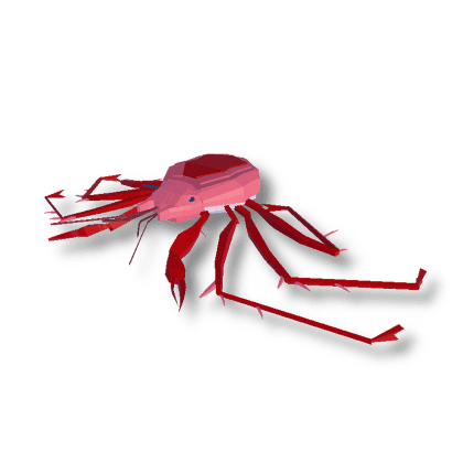 Lithodes Megacantha