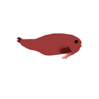Long-Barbel Snailfish
