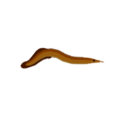 Longnose Spiny Eel