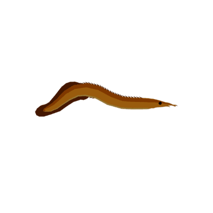 Longnose Spiny Eel