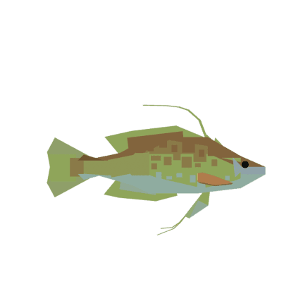 Longtail Bass