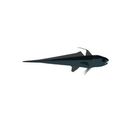 Luminous Hake