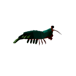 Mantis Shrimp