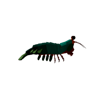Mantis Shrimp