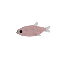 Mexican Tetra
