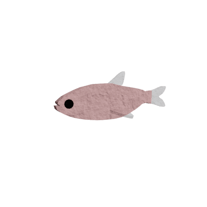 Mexican Tetra