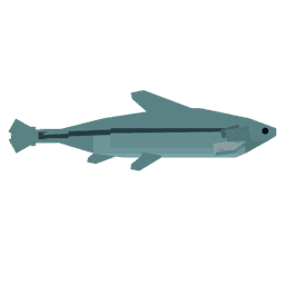 Minnow