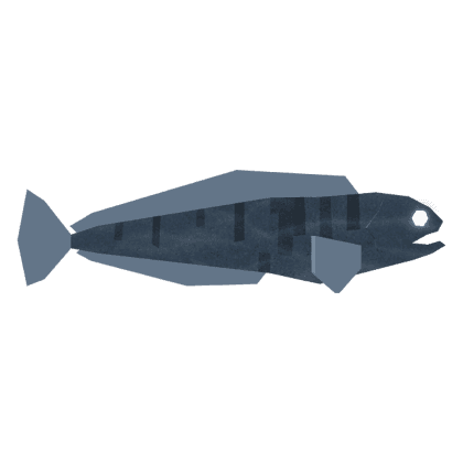 Net Wolffish