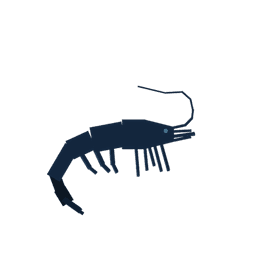 Night Shrimp