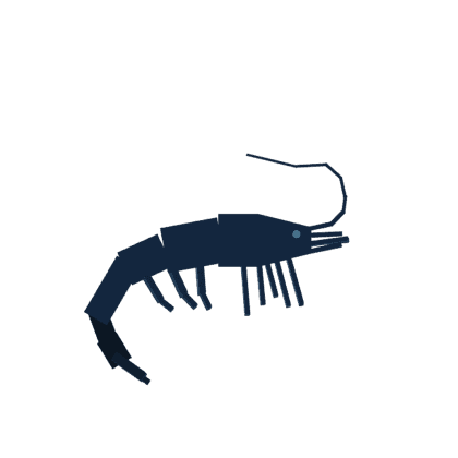 Night Shrimp