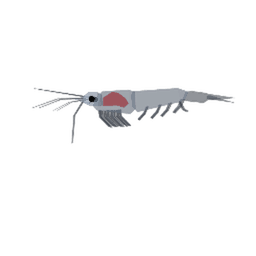 Northern Krill