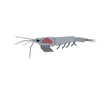 Northern Krill