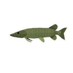 Northern Pike