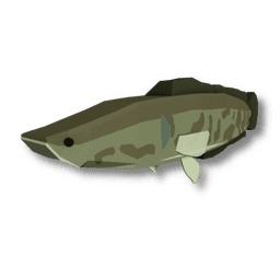 Northern Snakehead