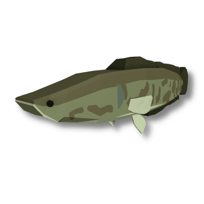 Northern Snakehead