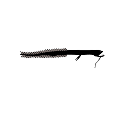 Pacific Blackdragon