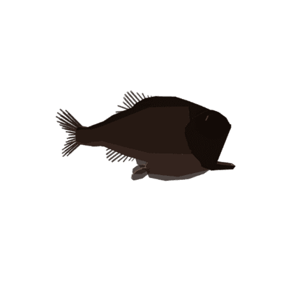 Pacific Hatchetfish