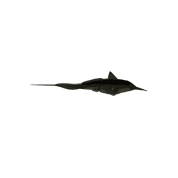 Pacific Longnose Chimaera
