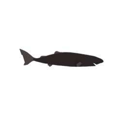 Pacific Sleeper Shark