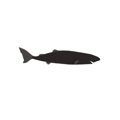 Pacific Sleeper Shark