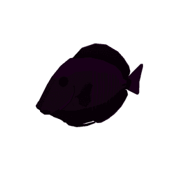 Pale Crevice Tang