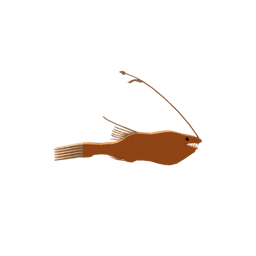 Paresca Whipnose Anglerfish