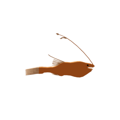 Paresca Whipnose Anglerfish