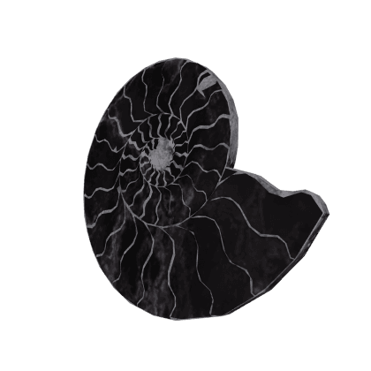 Petrified Ammonite
