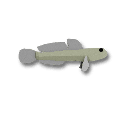 Pink-Spotted Shrimpgoby
