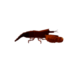 Pistol Shrimp
