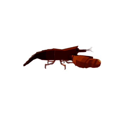 Pistol Shrimp