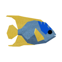 Queen Angelfish